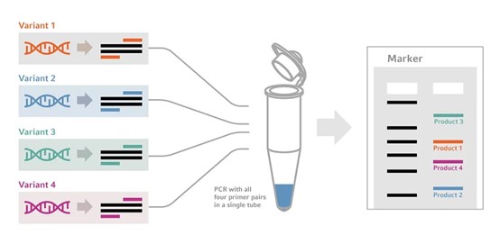 PCR2.jpg