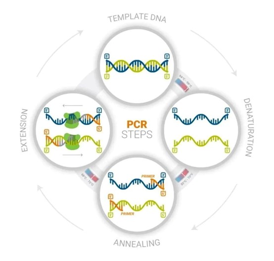 PCR3.jpg