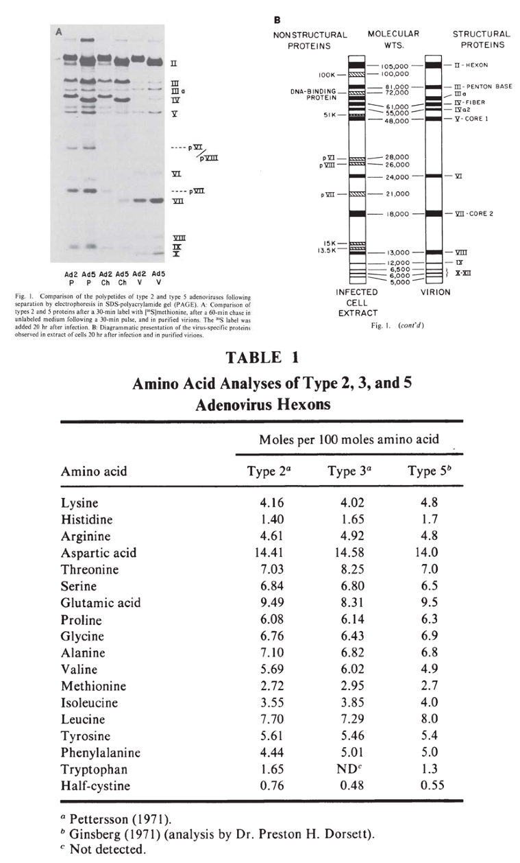 adenoviruses 1.png