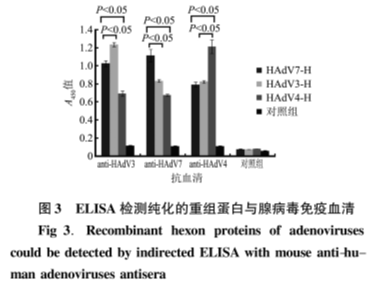 adenoviruses 4.png