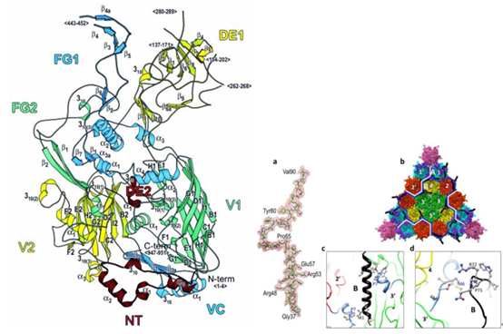 adenoviruses 6.png