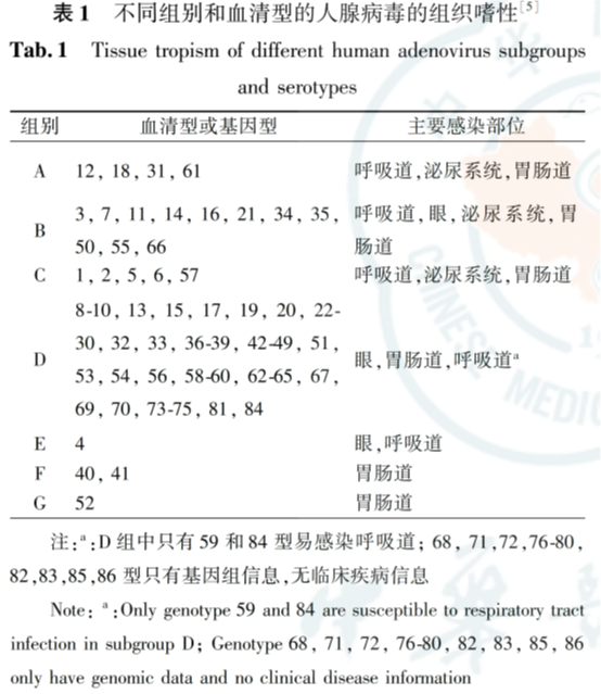 adenoviruses 7.png