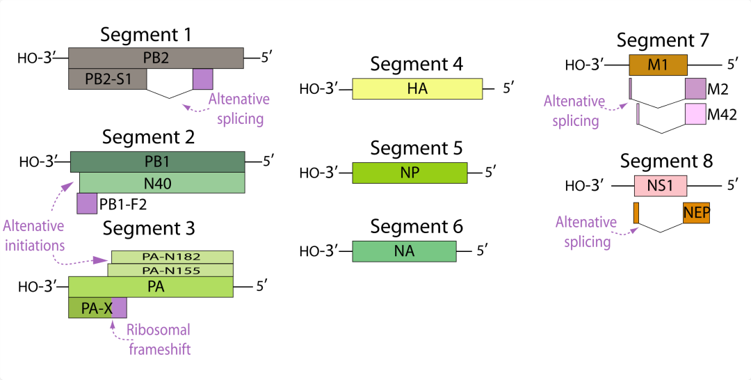 Influenza Viruses 3.png