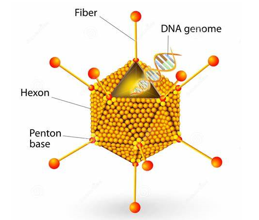 Respiratory Viruses 3.png