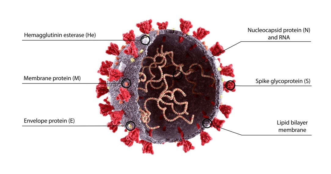 Respiratory Viruses 6.jpg