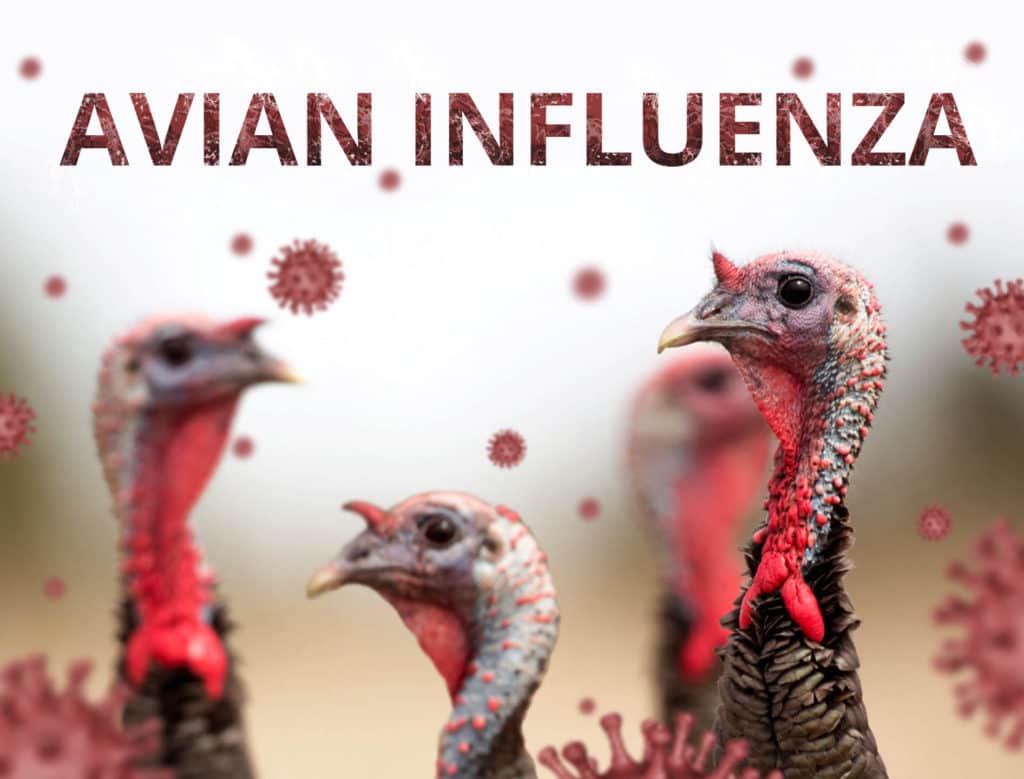 Avian Influenza Virus 2.jpg