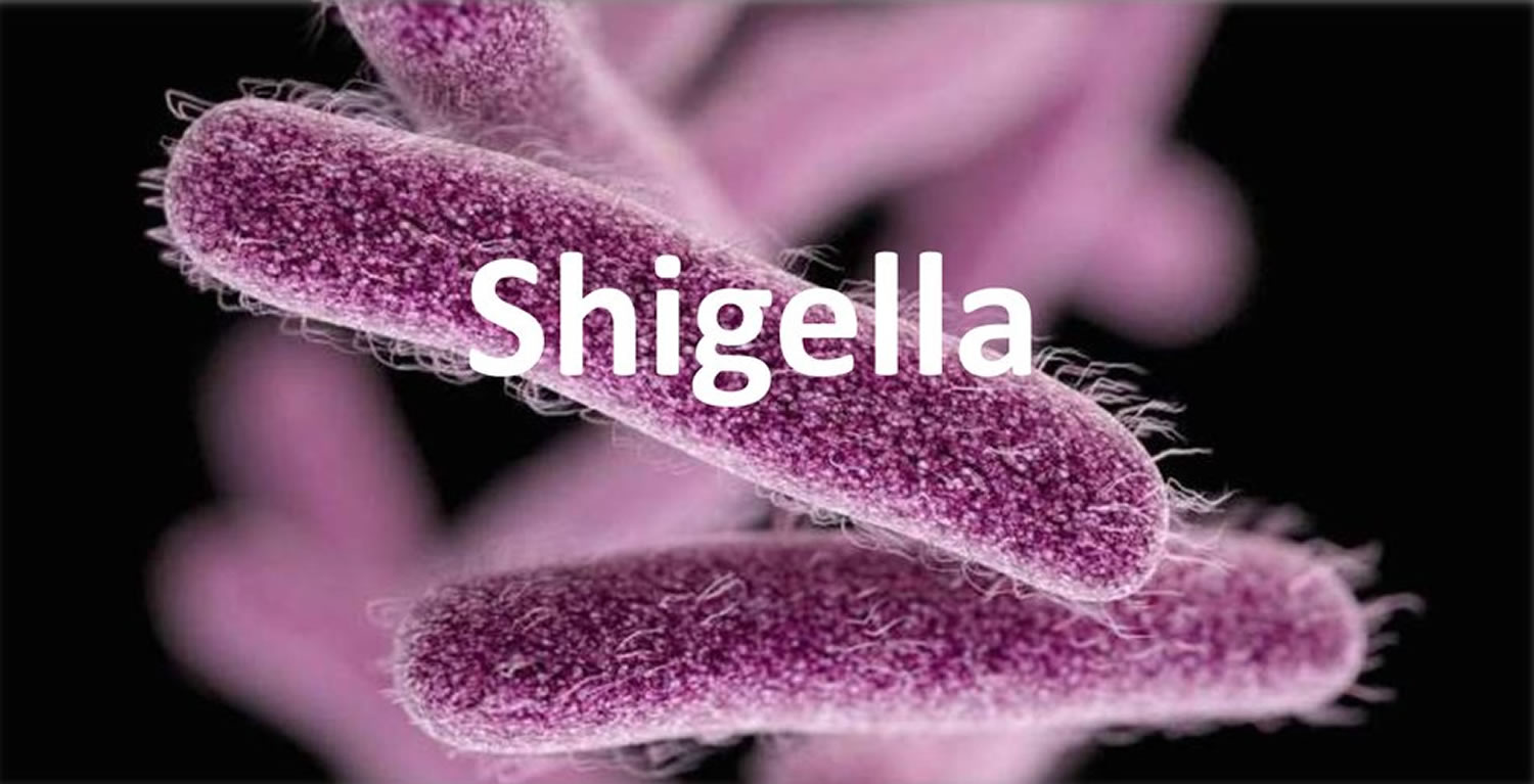 Shigella 1.jpg