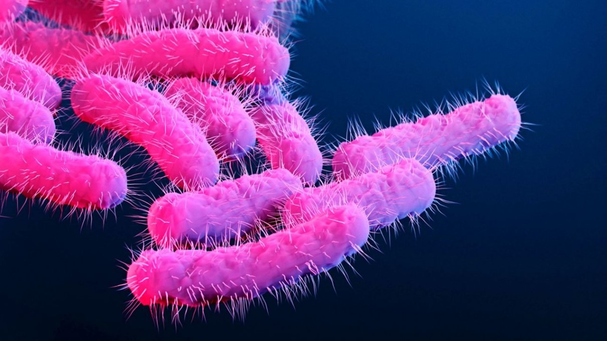 Shigella symptoms 1.jpg