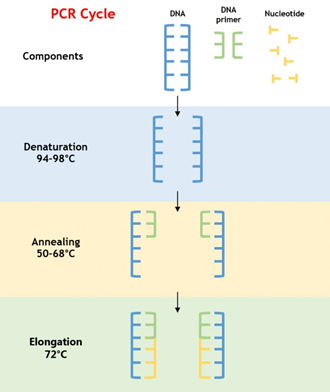 PCR 1.png