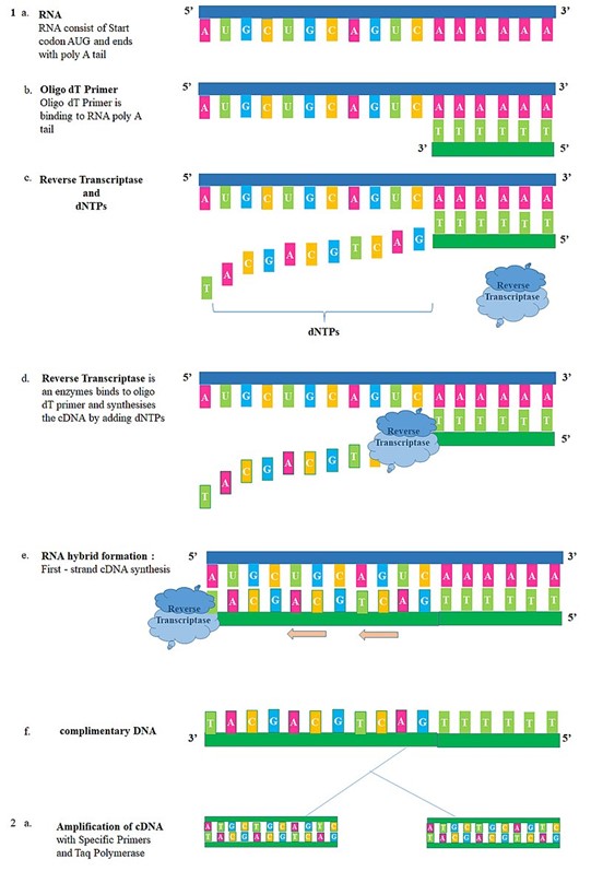 PCR 2.jpg