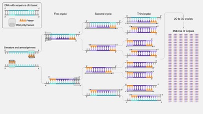 PCR 2.jpg