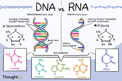 PCR 3.png